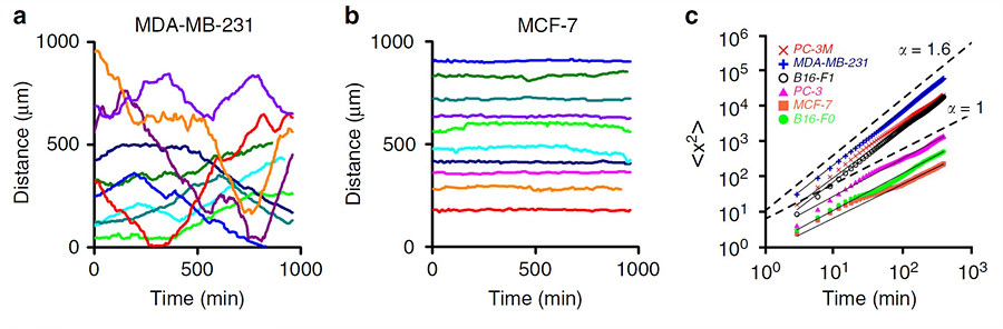 유방 전이암세포 MDA-MB-231의 시간에 따른 위치를 나타낸 그래프(a)를 보면 일정 시간 동안은 위치 변화가 거의 없다가 또 어느 시간대엔 큰 위치 변화를 만드는 패턴을 볼 수 있다. 반면 유방암의 비전이 암세포 MCF-7는 오랜 시간 매우 미세한 위치 변화만을 보였다(그래프 b). 