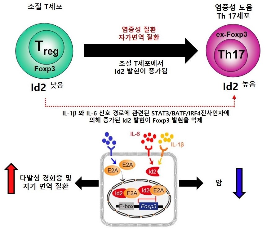 연구진은 면역 조절 T세포에서 Id2의 발현은 증가된 IL-1β 및 IL-6 수용체에 의해 유도되며, 수용체 하위 기작인 STAT3/IRF4/BATF 단백질이 관여함을 확인했다. 이 과정에서 Id2 단백질은 E2A 단백질이 매개된 Foxp3 단백질 발현을 저하시킴으로써 가소성을 유발한다고 설명한다.