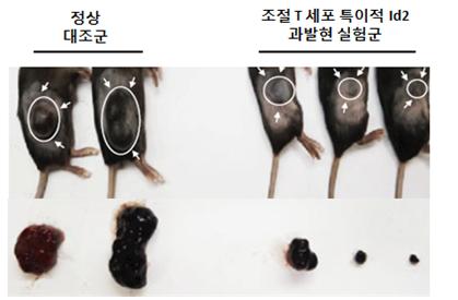 연구진은 Id2를 과발현한 실험군(오른쪽)과 정상 대조군(왼쪽)의 흑색종 크기를 비교한 결과, 증가된 조절 T세포의 가소성으로 인해 흑색종의 증식이 억제되었음을 확인했다.