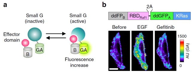 IBS 연구진이 개발한 small GTPase 단백질의 활성화를 보여주는 바이오센서는 기존의 청색광을 이용하는 광유전학과 파장이 겹치지 않아 관찰하려는 단백질의 활성을 조절하고 관찰할 수 있다(왼쪽). 연구진은 바이오센서를 통해 세포의 활성을 유도하자 오른쪽 그림 가운데처럼 small GTPase 단백질이 활성화됨을 실시간으로 보는데 성공했다.  