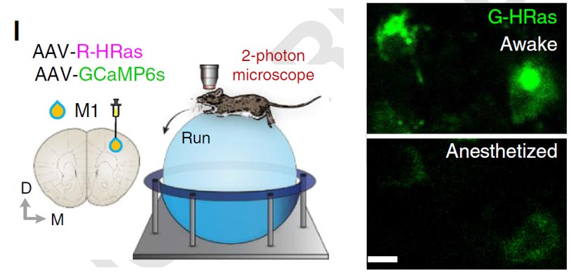 위 왼쪽 그림처럼 쥐가 운동행동할 시 관련 된 뇌 영역인 운동피질에서 실시간으로 small GTPase 단백질의 활성을 관찰하는데 성공했다. 오른쪽 그림처럼 마취 상태와 깨어 있는 상태에서 나타나는 차별적 Ras small GTPase 단백질의 활성도가 다름이 나타났다.