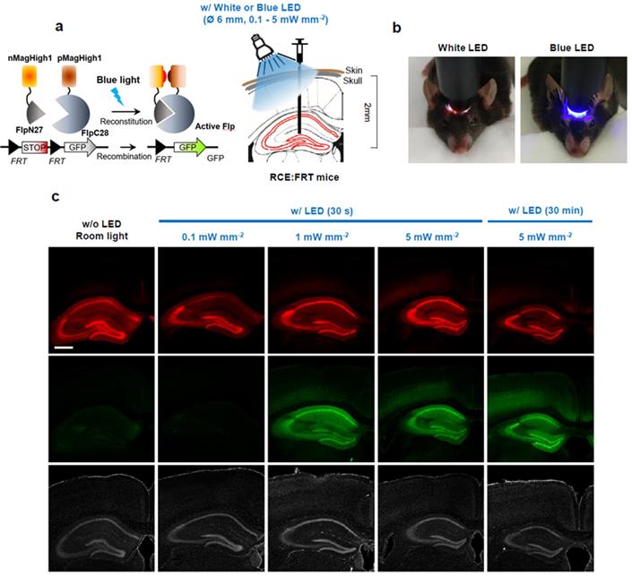 IBS 연구진은 그림 a처럼 비활성 상태에서 분리되어 있다가 빛에 의해 결합되고 활성화되는 광활성 Flp 단백질(PA-Flp 단백질)을 설계했다. 연구진은 PA-Flp 단백질을 전달체인 AAV 바이러스를 이용해 8주된 생쥐의 뇌 해마에 주입하고 그림 b처럼 청색광 LED를 직접 생쥐 머리에 비추었다. 그 결과 해마에 발현된 PA-Flp 단백질이(그림c 붉은색) 활성화되고 빛으로 활성화된 PA-Flp 단백질에 의해 발현된 유전자를 현미경으로 관찰할 수 있었다. 연구진은 빛의 세기와 노출되는 시간에 따라 발현되는 유전자를 관찰하는데 성공했다.