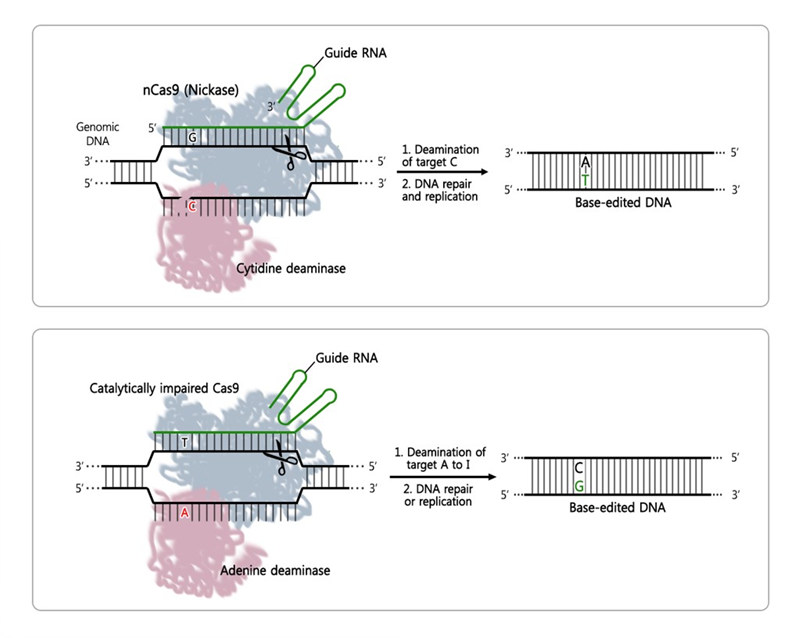 학계에 보고된 두 가지 종류의 염기교정가위의 모식도. 2016년에 학계에 보고된 시토신 탈아미노효소(cytidine deaminase)가 융합된 시토신 염기교정 유전자가위(위)는 DNA 서열 중 시토신(C)만 찾아 티민(T)으로 교체할 수 있다. 2017년 발표된 아데닌 염기교정 유전자가위(아래)는 아데닌 탈아미노효소(cytitdine deaminase)가 융합되어 서열 중 아데닌(A)만 찾아 구아닌(G)로 교체할 수 있다. 가이드 RNA가 표적 DNA에 결합하고 Cas9이 DNA의 한 가닥만 자르고 나면 그 사이에 탈아미노효소가 표적 DNA에서 아데닌(A)을 가수분해하고, DNA 복구 과정에서 이노신(I, 세포 내에서 시토신(C)과 결합)이 구아닌(G)으로 변형되는 원리다. 