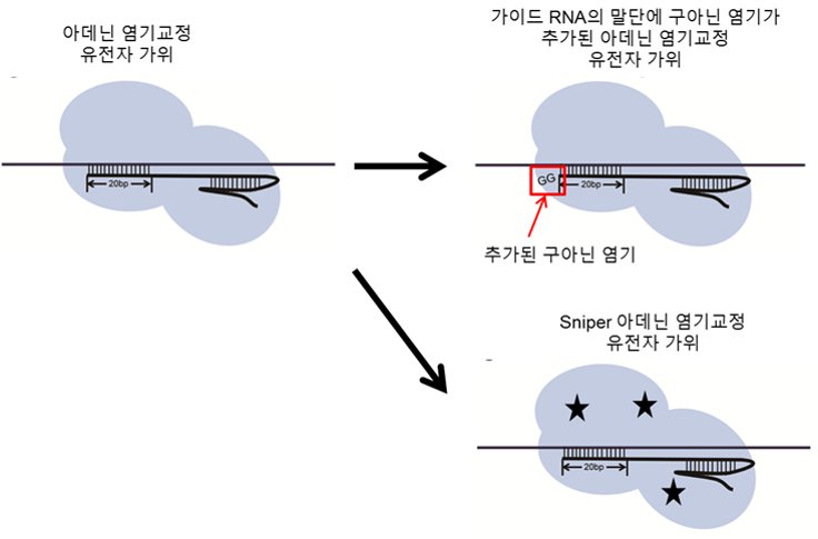 가이드RNA 말단에 구아닌 염기를 추가하거나 Sniper-아데닌 염기교정 가위를 만들면 표적위치에만 유전자가위가 작동하도록 정확성을 높일 수 있다.