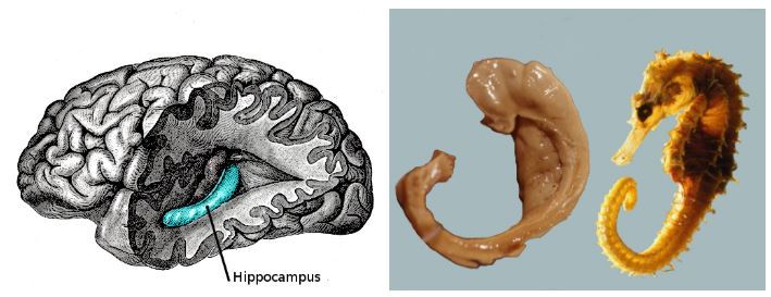뇌에서 기억을 담당하는 부위인 해마(hippocampus)는 실제로 그 모습이 바다생물 해마(sea horse)와 유사해 해마라는 이름을 얻게 됐다. (출처: Wikimedia)