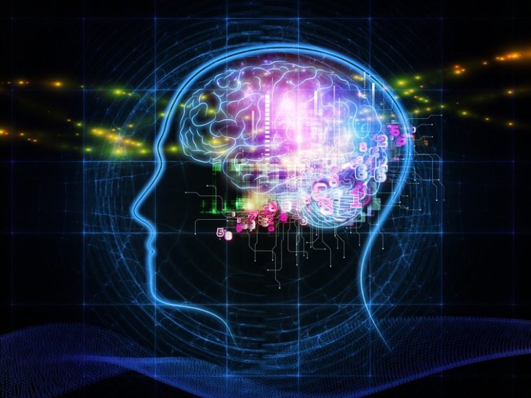 뇌는 인체에서 정신활동을 담당하는 유일한 기관이다. (출처: Flickr)