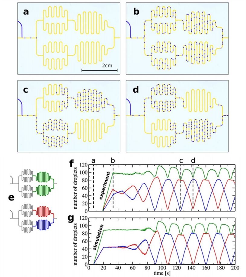 연구진은 미세유체칩 위에 네트워크를 설계해 액체방울을 보내며 주기운동을 확인했다. 액체방울은 왼쪽에서 들어 와서 오른쪽으로 나간다. 처음 액체방울들이 생성되어 갈림길을 통과하고(그림 a) 첫 액체방울이 마지막 교차점에서 수렴할 때까지, 다른 액체방울들의 분포는 균일하다(그림b). 일정시간이 흐르면 신기하게도 액체방울은 주기운동을 보인다. 그림c와 d처럼 액체방울‘열차’가 양쪽 경로를 번갈아 차지한다. 연구진은 색깔로 표시된 구간에 들어간 액체방울 수를 세었더니(그림e) 실험과 시뮬레이션에서 구간별 액체방울 수 변화가 거의 똑같이 도출됨을 확인했다(그래프f, g). 따라서 시뮬레이션이 실험을 잘 대표하고 있다고 결론낼 수 있다.
