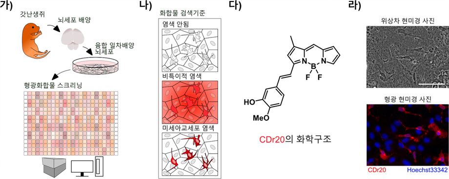 미세아교세포만 선택적으로 염색하는 형광물질 CDr20을 선별하는 과정. 연구진은 880여 개의 형광물질을 보유한 라이브러리를 탐색해, 미세아교세포만을 선택적으로 염색하는 화합물질을 선별했다.