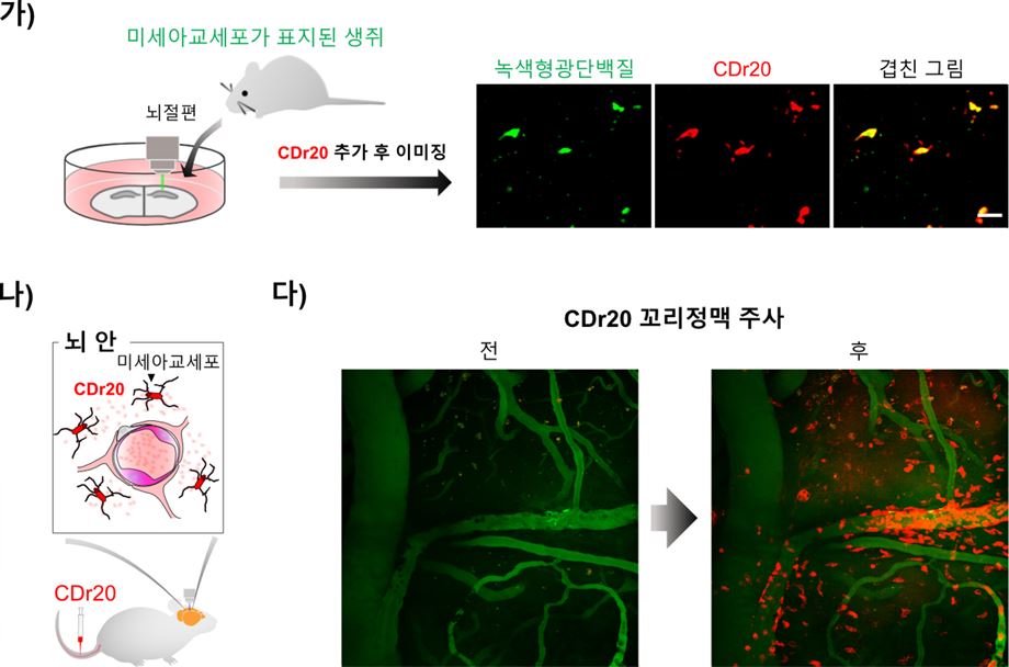 연구진은 알츠하이머병에 걸린 생쥐의 꼬리를 통해 CDr20을 주사한 뒤, 염색 성능을 확인했다. 그림 (다)에서처럼 CDr20이 생쥐의 뇌 속 미세아교세포를 정확히 붉은색으로 염색했음을 확인할 수 있다.