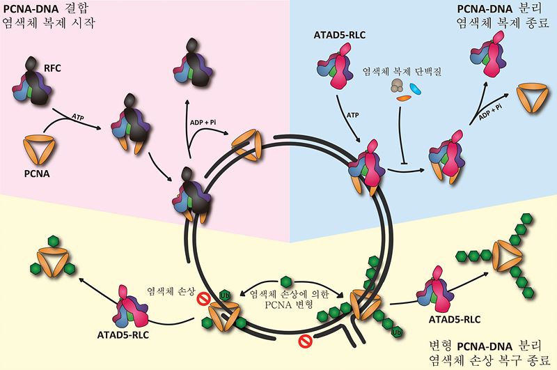 염색체 복제 및 손상 복구 과정에서 증식성세포핵항원(PCNA)과 DNA의 결합 및 분리 메커니즘을 한눈에 파악할 수 있는 모식도.