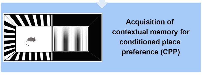 Figure 2 Conditioned place preference test