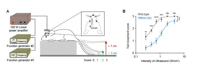 Figure 2 TRPA1 mediates LILFU-induced neuromodulation and motor behavior