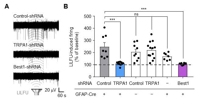 Figure 3 The gene-silencing of TRPA1 or Best1 abolished LILFU-induced enhancement of neuronal firing. 