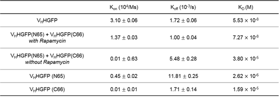 표 1. 비활성 GFP nanobody 조각들과 화학물질 유도에 의해 활성화된 GFP nanobody의 GFP와의 결합 친화도