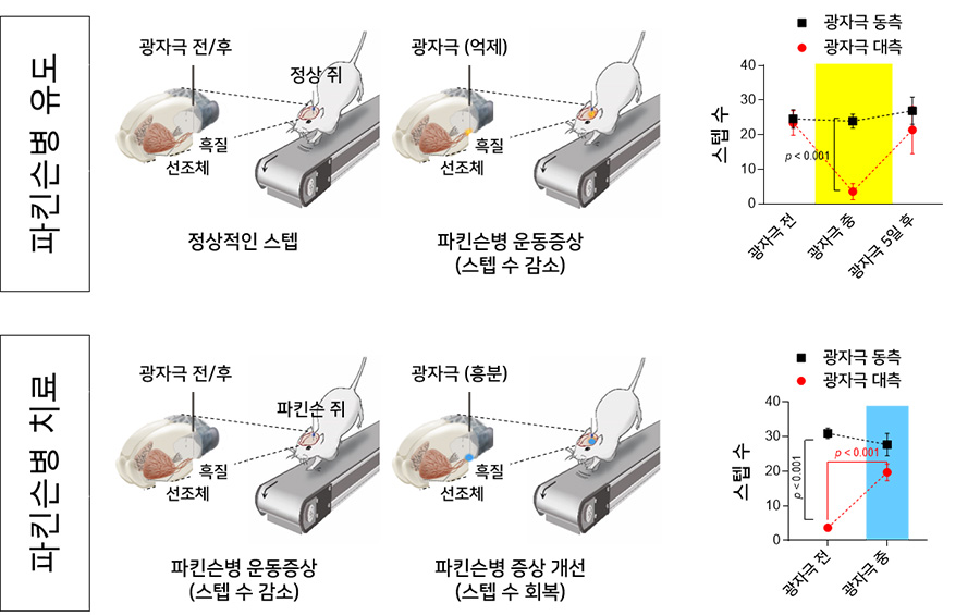 그림 4. 광유전학방법을 도파민 신경세포에 적용하여 파킨슨병 유도 및 치료