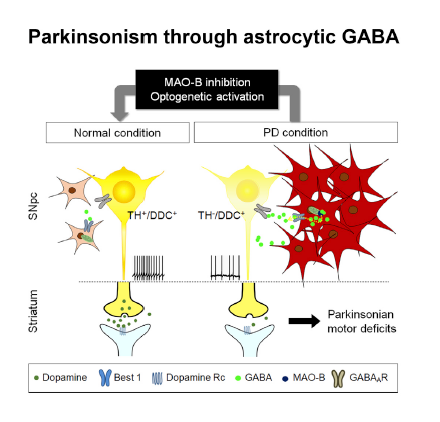 Figure 1 Reactive astrocytes in SNpc produce excessive GABA via MAO-B in animal models of PD. Aberrant tonic inhibition of dopaminergic neurons causes reduced dopamine production in neurons and motor deficits. The Parkinsonian motor deficits and reduced dopamine production can be recovered by MAO-B inhibition or optogenetic activation of SNpc neurons.