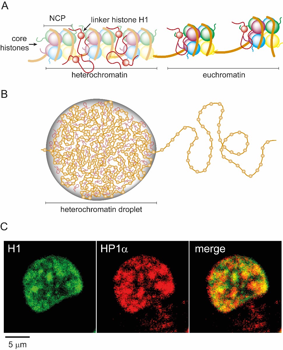 Figure 1 (A) Cartoon depiction of chromatin packaged into compact heterochromatin and loosely packed euchromatin. (B) The segregation of heterochromatin and euchromatin is mediated by liquid-liquid phase separation with linker histone H1. (C) Two-color fluorescent microscopy images of histone H1 and HP1α (a heterochromatin marker protein) showing co-localization of H1 and heterochromatin in liquid-like droplets within HeLa nuclei.