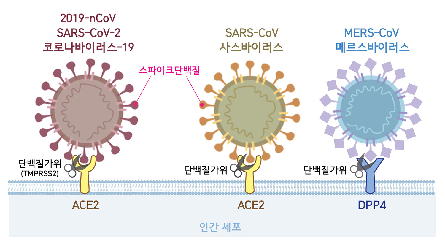 Рнк cov 2. Строение вируса SARS-cov-2. Жизненный цикл SARS-cov-2. Вирус SARS cov изображение. SARS cov 2 микробиология.