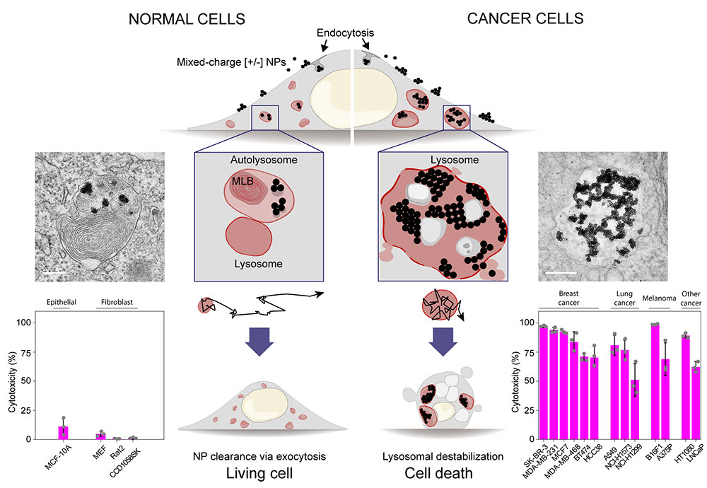 Figure 1. Mixed-charge nanoparticles for destabilizing cancer lysosomes and selective killing of cancer cells. Histograms in the bottom row show that mixed-charge nanoparticles selectively kill thirteen cancer cell lines (histogram on the right), while not harming four normal epithelial or fibroblast cell types/lines (histogram on the left). 