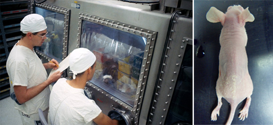 (오른쪽) Corynebacterium bovis에 감염된 누드마우스. 피부에 황색 가피가 형성되어 병리학적으로 각화 항진증과 피부염이 보인다. (출처: 필자의 사진)