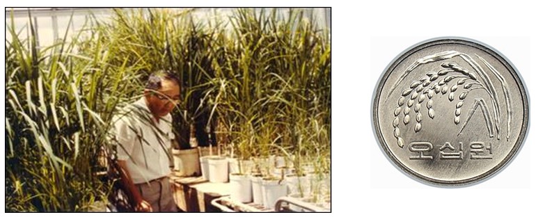 국제미작연구소의 온실에서 연구를 진행 중인 故 허문회 교수의 모습. 그가 개발한 통일벼는 우리나라 오십원 동전 뒷면에 새겨져 있다. (출처: 서울대 농업생명과학대학)