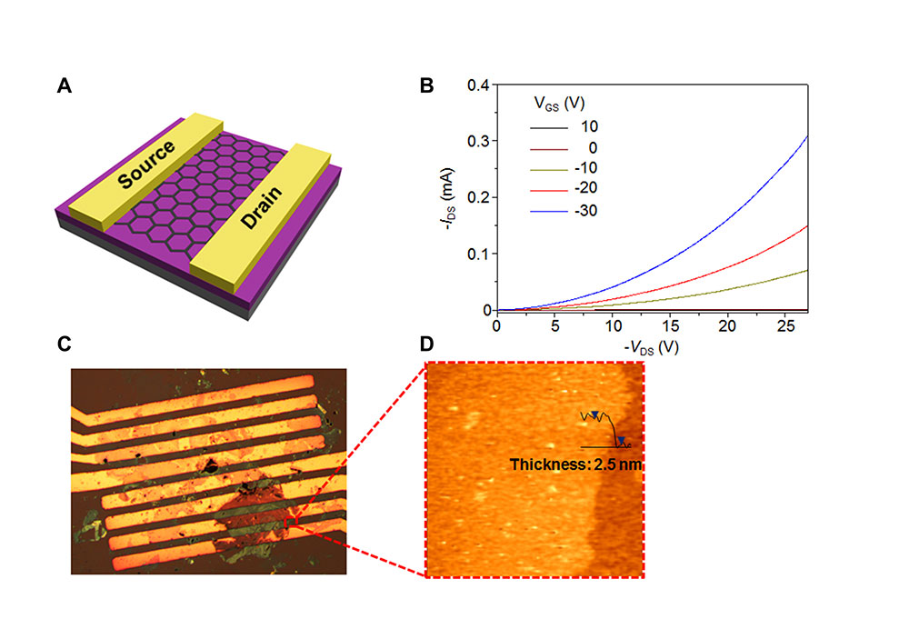 [그림 3] 이차원 전도성 고분자로 제작한 유기 박막 트랜지스터 소자