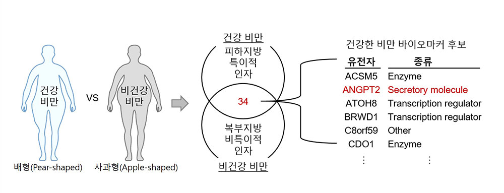 그림 2. 건강한 비만의 바이오마커 발굴