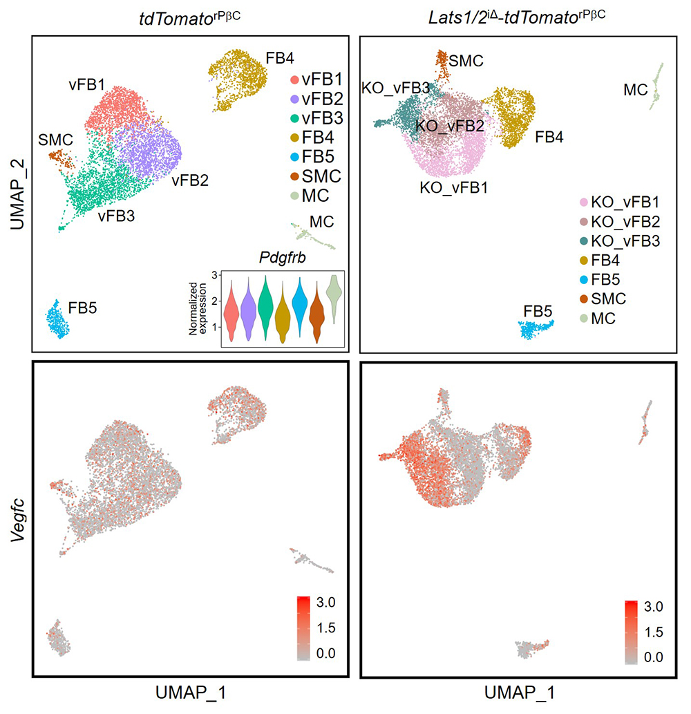 단일세포 유전체 분석법을 이용한 소장 내 기질세포들의 다양성 확인 및 베지에프-C(VEGF-C)를 분비하는 특정 기질세포 규명