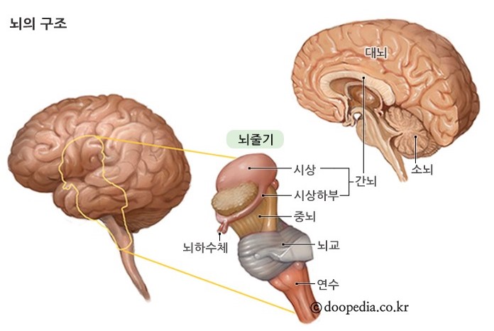 시상(thalamus)은 간뇌(diencephalon)의 등쪽에 위치한 회색질(gray matter) 덩어리로, 감각 정보를 처리하여 대뇌피질로 전달하는 데 중요한 역할을 한다. 시상(thalamus)은 여러 정보를 처리하는 다양한 핵으로 구성되는데 그 중 촉감 전달은‘복측기저핵(Ventrobasal nucleus)’이 담당한다. [이미지 출처 : 두산백과 <뇌의 구조>]