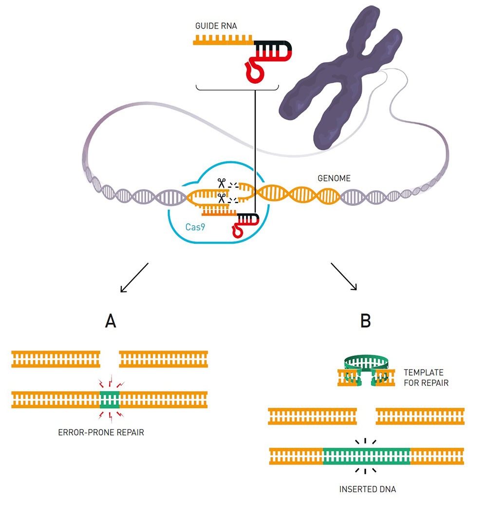 [과학자가 본 노벨상]_vol.3 2020 노벨화학상 : CRISPR-Cas9 작동원리 규명으로 유전체교정의 혁명을 이끌다