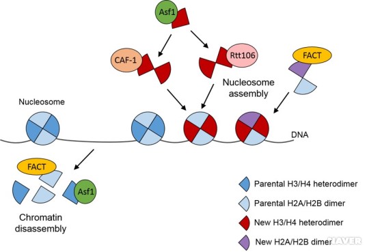 히스톤 샤페론(Histone chaperone)단백질의 분자기전