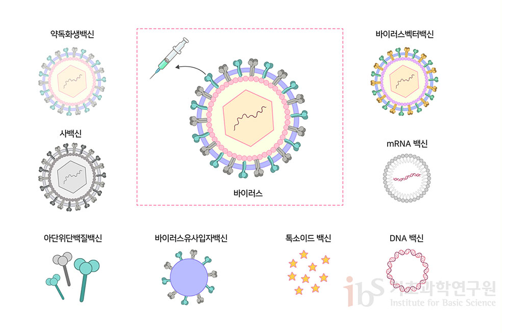 백신은 면역 선행학습을 위해 사용된 항원 및 물질의 종류에 따라 약독화생백신, 사백신, 아단위단백질백신, 바이러스유사입자백신, 톡소이드백신, DNA 및 mRNA 백신, 바이러스벡터백신 등으로 구분할 수 있다.