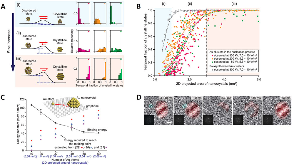 Figure 2. A) The new thermodynamic theory behind the nucleation process that the team proposed. The energy barrier between disordered and crystalline state is relatively low when the structure has relatively fewer atoms. The energy barrier increases and the crystalline state becomes more stable as the crystal size increases. B) The fraction of time in which the atoms exist under crystalline state versus the area of the nanocrystals. C) The energy required to reach a depressed melting point versus the number of gold atoms within the crystal. D) Merger between smaller and larger nanocrystals temporarily converts the entire structure back to a disordered state.