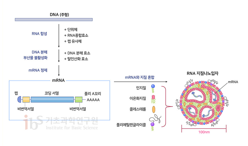 mRNA 백신의 구조와 제조 방법을 나타내는 이미지. DNA (주형) RNA 합성 + 단위체 + RNA중합효소 + 캡 유사체 DNA 분해 부산물 불활성화 + DNA 분해 효소 + 탈인산화 효소 mRNA 정제 mRNA 캡 비번역서열 코딩 서열 비번역서열 폴리 A꼬리 AAAAA mRNA와 지질 혼합 인지질 이온하지질 콜레스테롤 폴리에틸렌글라이콜 RNA 지질나노입자 mRNA 100nm