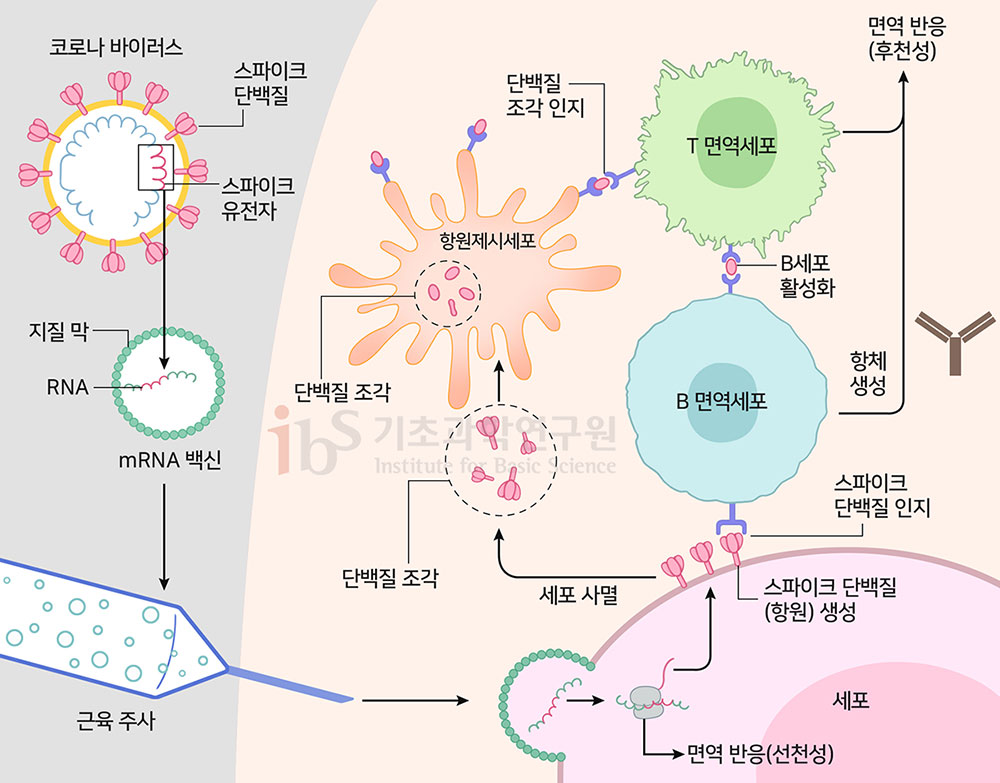 mRNA 백신의 작동원리를 나타내는 이미지. 코로나 바이러스 스파이크 단백질 스파이크 유전자 지질 막 RNA mRNA 백신 근육 주사 세포 면역 반응(선천성) 스파이크 단백질 (항원) 생성 세포 사멸 단백질 조각 항원제시세포 단백질 조각 인지 스파이크 단백질 인지 B 면역세포 B세포 활성화 T 면역세포 항체 생성 면역 반응 (후천성)