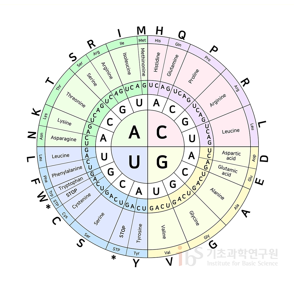 코돈표 이미지.

                A A CU Asparagine Asn N AG Lysine Lys K C UCAG Threonine Thr T G UC Serine Ser S AG Arginine Arg R U UCA Isoleucine Ile I G Methinonine Met M C A UC Histidine His H AG Glutamine Gln Q C UCAG Proline Pro P G UCAG Arigine Arg R U UCAG Leucine Leu L G A UC Aspartic acid Asp D AG Glutamic acid Glu E C UCAG Alanine Ala A G UCAG Glycine Gly G U UCAG Valine Val V U A UC Tyrosine Tyr Y AG STOP STP * C UCAG Serine Ser S G UC Cystenine C A STOP STP * G Trytophan Trp W U UC Phenylalanine Phe F AG Leucine Leu L