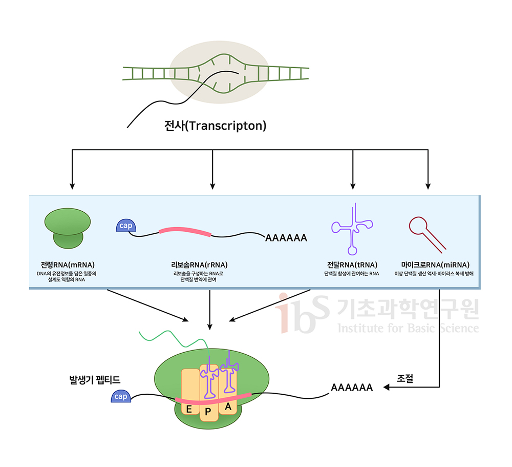 RNA 합성(전사)을 나타내는 이미지.

                전사(Transcripton)
                전령RNA(mRNA) DNA의 유전정보를 담은 일종의 설계도 역할의 RNA
                리보솜RNA(rRNA) 리보솜을 구성하는 RNA로 단백질 번역에 관여 cap AAAAAA
                전달RNA(tRNA) 단백질 합성에 관여하는 RNA
                마이크로RNA(miRNA) 이상 단백질 생산 억제·바이러스 복제 방해
                발생기 펩티드 cap EPA AAAAAA 조절