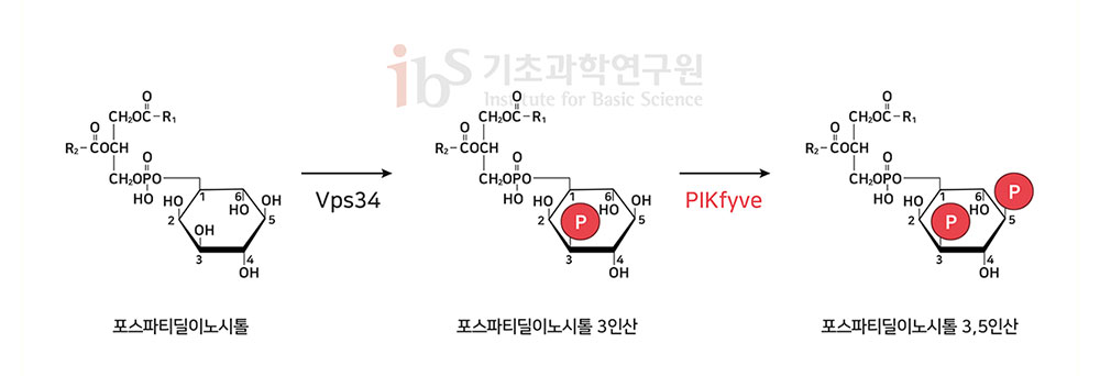 그림1. 포스파티딜 이노시톨의 인산화 과정. PIKfyve는 포스파티딜 이노시톨 3인산(PI3P)의 5번째 위치에 있는 수산기(OH)에 인산을 붙여 포스파티딜 이노시톨 3,5인산(PI(3,5)P2)을 만든다.