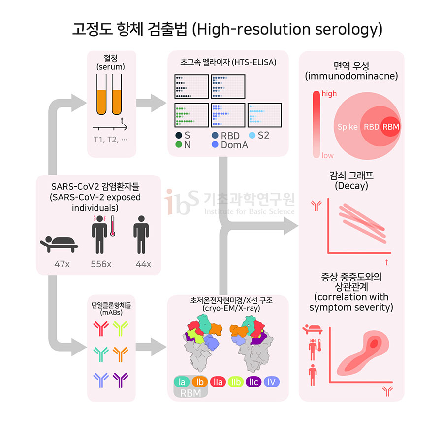 코로나19 환자로부터 항체를 발굴하여 항체치료제를 개발하는 과정인 고정도 항체 검출법 (High-resolution serology)을 나타내는 이미지.

                SARS-CoV2 감염환자들 (SARS-CoV-2 exposed individuals) 혈청 (serum) 초고속 엘라이자 (HTS-ELISA) 단일클론항체들(mABs) 초저온전자현미경/X선 구조 (cryo-EM/X-ray) 면역 우성 (immunodominacne) 감쇠 그래프 (Decay) 증상 중증도와의 상관관계 (correlation with symptom severity)