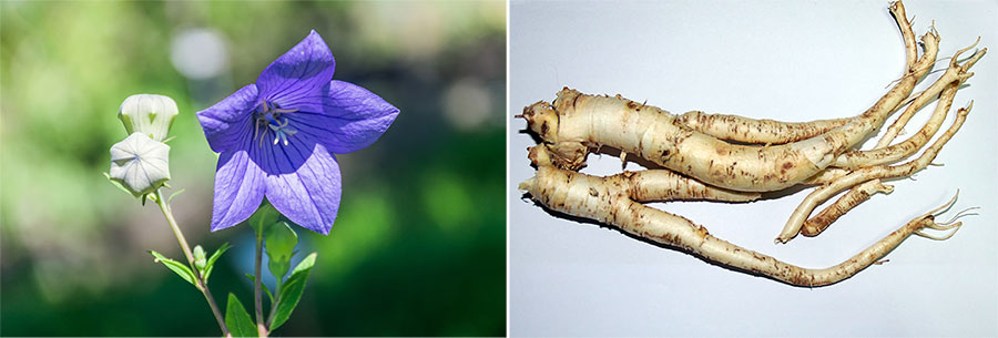 도라지 꽃(왼쪽)과 뿌리. 도라지는 초롱꽃과 도라지 속에 속하는 여러 해살이 풀로 길경으로도 불린다. (출처: 위키피디아)