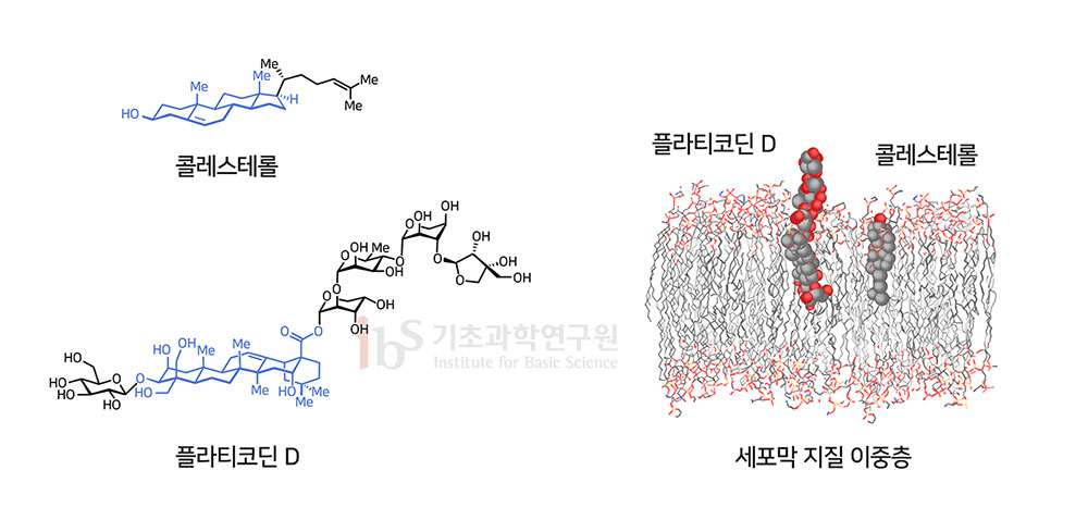 플라티코딘 D가 효과적으로 바이러스의 세포 침입을 차단할 수 있는 주요 요인은 세포막의 주요 구성물질은 콜레스테롤과 유사한 구조를 가졌기 때문이다(왼쪽). 오른쪽은 플라티코딘 D의 세포막 상에서의 위치를 예측한 모델링.