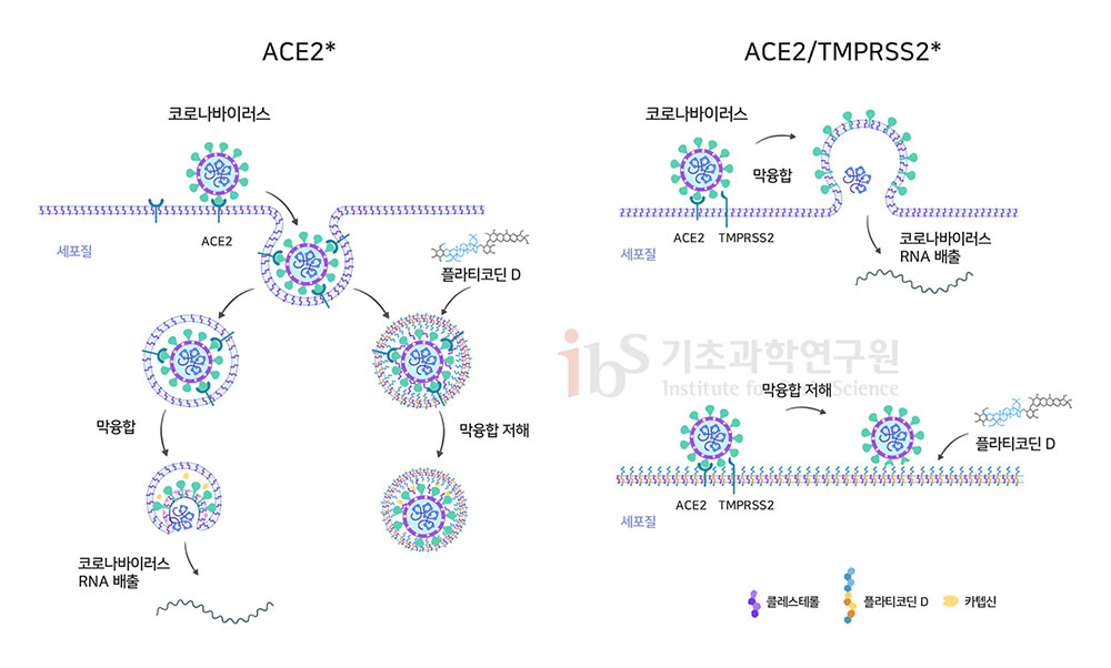 플라티코딘 D가 두 개의 상이한 사스코로나바이러스-2 진입 과정을 억제하는 메커니즘. 플라티코딘 D는 인체 세포 세포막에 끼어들어 사스코로나바이러스-2 외피와 엔도좀(왼쪽) 혹은 바이러스와 세포막(오른쪽) 간의 막 융합을 저해한다.