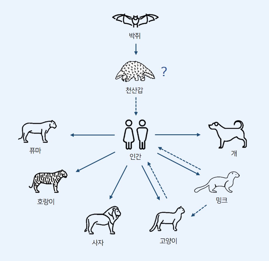 사스코로나바이러스-2는 박쥐로부터 중간숙주로 알려진 천산갑을 거쳐 사람에게 그리고 사람으로부터 주변 동물들에게 확산되고 있다. 현재까지 감염이 확인된 동물들은 총 6종을 나타내는 이미지.

                박쥐 천산갑 인간 퓨마 호랑이 사자 고양이 밍크 개