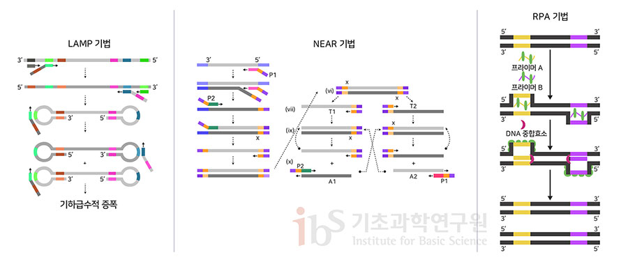 등온증폭법의 세 가지 사례를 나타내는 이미지.


                LAMP 기법 기하급수적 증폭
                NEAR 기법
                RPA 기법 프라이머 A 프라이머 B DNA 중합효소