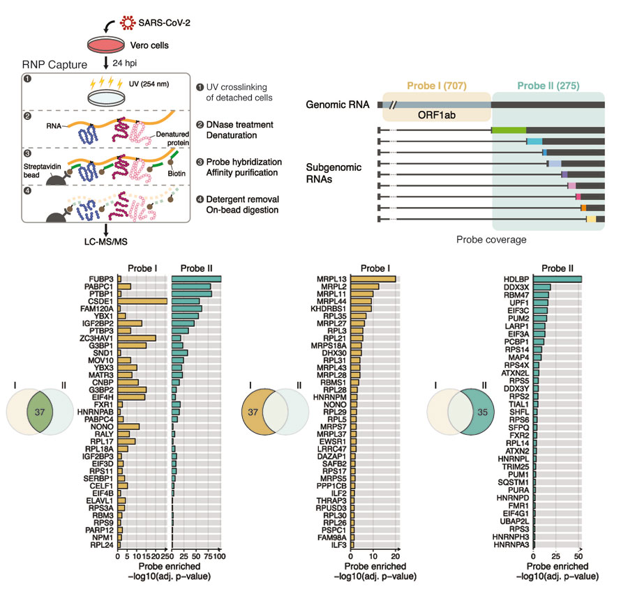그림 1. (위) 사스코로나바이러스-2에 감염된 세포에서 리보핵산 중합체를 분리해내는 모식도와 (아래) 이 방법으로 찾아낸 유전체 RNA와 하위 유전체 RNA에 특이적으로 결합하는 단백질들의 목록