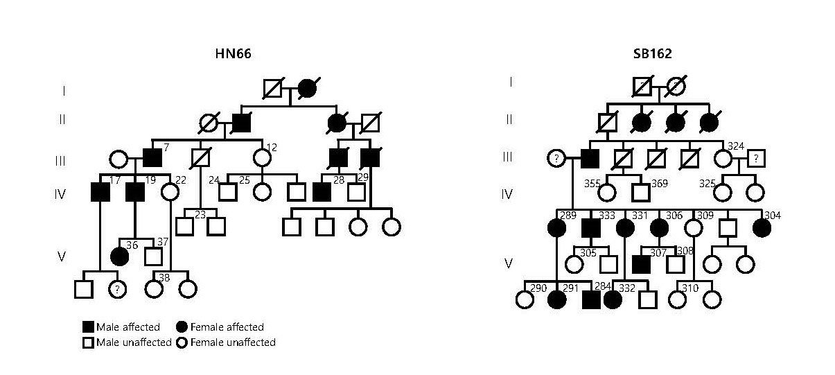 Figure 1. Family trees from Chinese family (HN66) and Korean family (SB162) segregating TMEM43-p.(Arg372Ter) variant in an autosomal dominant fashion.