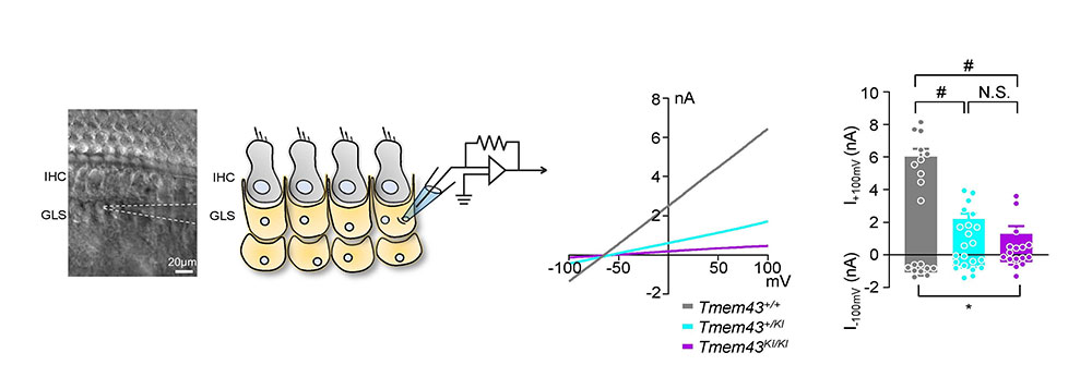 Figure 2. Electrical recordings from glia-like supporting cell (GLS) of cochlea. Knock-in (KI) mouse with TMEM43-p.(Arg372Ter) variant exhibits disruption of GLS K+ conductance. Grey; control mice, cyan; heterozygous KI mice, purple; homozygous KI mice.