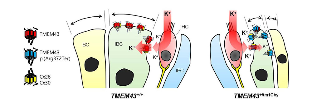 Figure 3. Schematic diagram illustrating the role of TMEM43 in the cochlear GLS. The cochlear GLSs with TMEM43-p.(Arg372Ter) (right) display significantly decreased K+-mediated passive current conductance compared to its WT counterpart (left), and its capacity to maintain the cellular volume is disturbed.