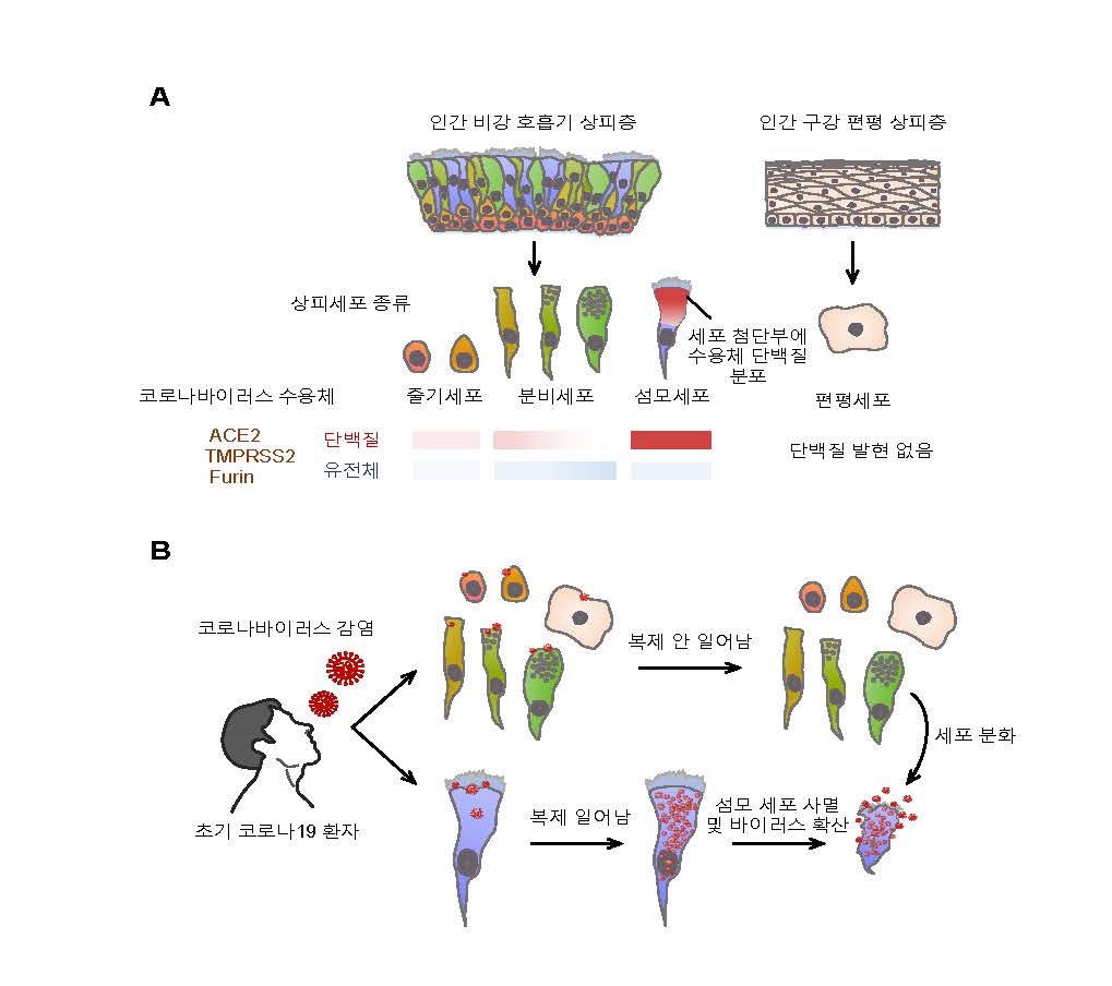 코로나바이러스의 비강 섬모상피세포 감염 기전 