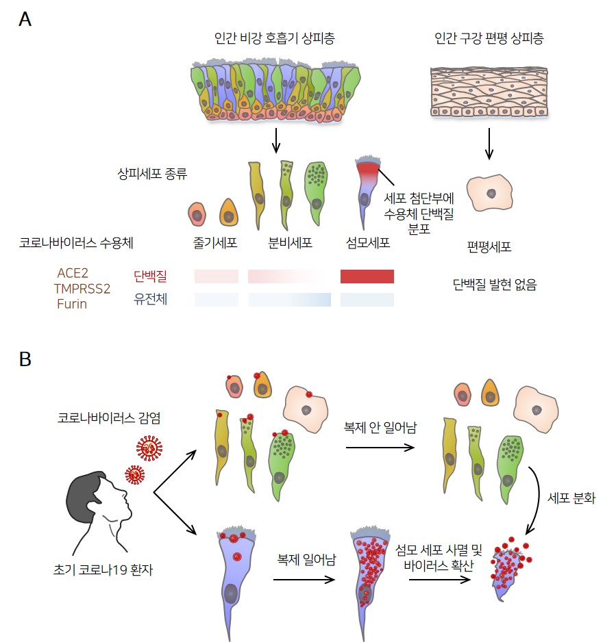 사스코로나바이러스-2의 비강 섬모상피세포 감염 기전. 인간 비강 상피세포의 종류별 사스코로나바이러스-2 수용체 단백질(ACE2, TMPRSS2, Furin)의 발현 양상과 병리기전 모식도 이미지.

                A 인간 비강 호흡기 상피층 인간 구강 편평 상피층 상피세포 종류 단백질 유전체 바이러스 수용체 ACE2 TMPRSS2 Furin 줄기세포 분비세포 섬모세포 세포 첨단부에 수용체 단백질 분포 편평세포 단백질 발현 없음

                B 초기 코로나19 환자 코로나 바이러스 감염 복제 안 일어남 복제 일어남 섬모 세포 사멸 및 바이러스 확산 세포 분화
